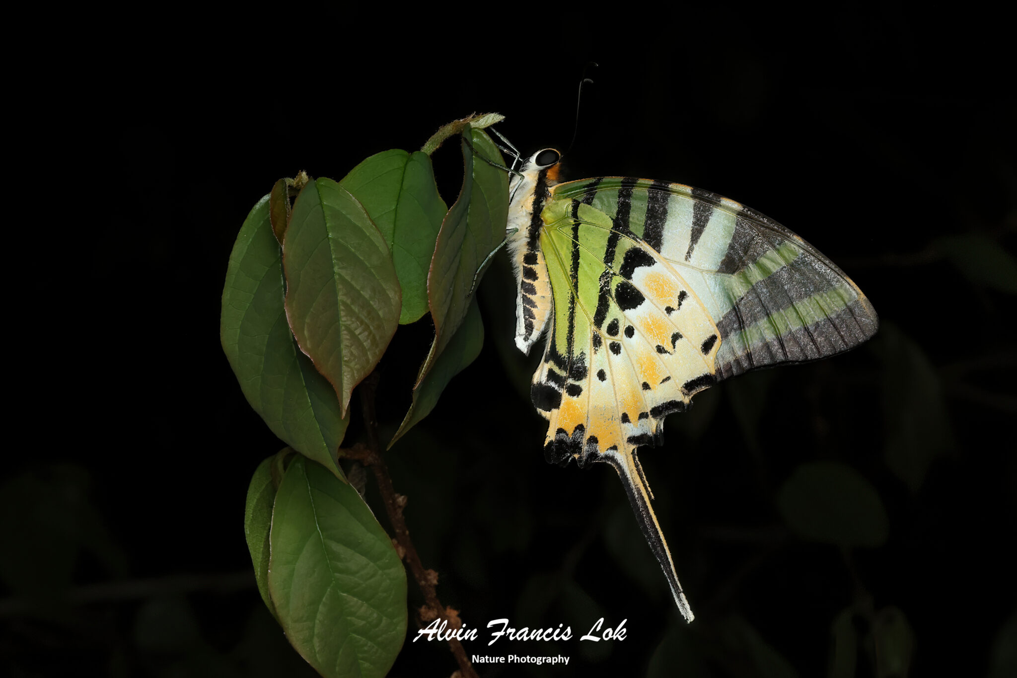 Um Ali Insect Insecta (Insects) - Biodiversity (Singapore)