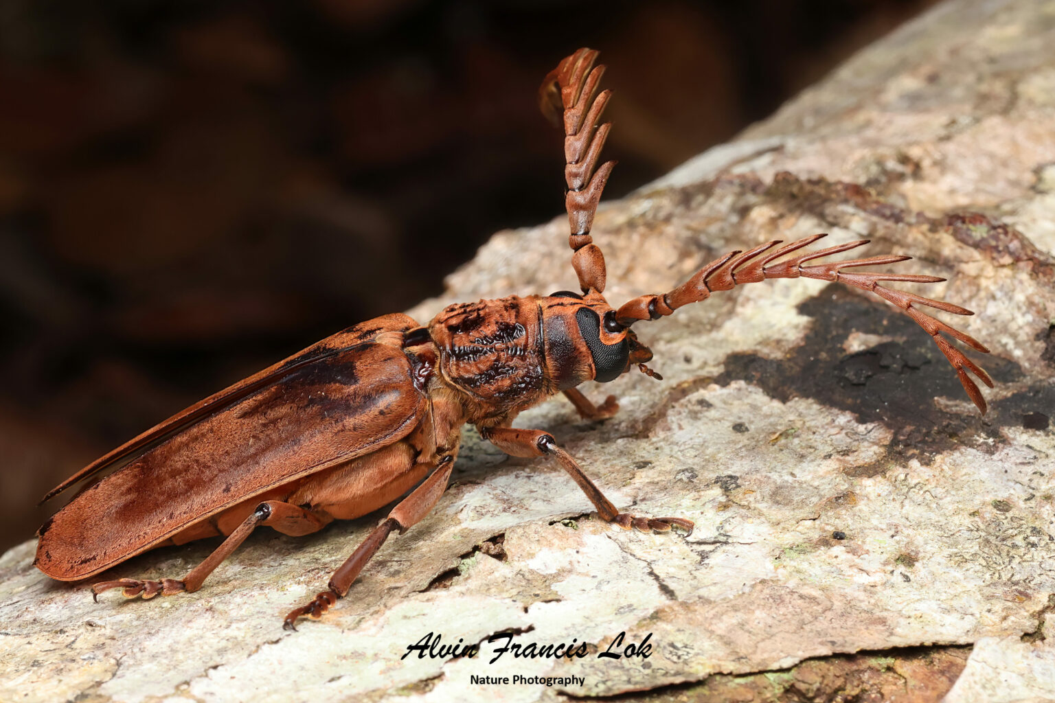 Family Cerambycidae (Longhorn Beetles) - Biodiversity (Singapore)
