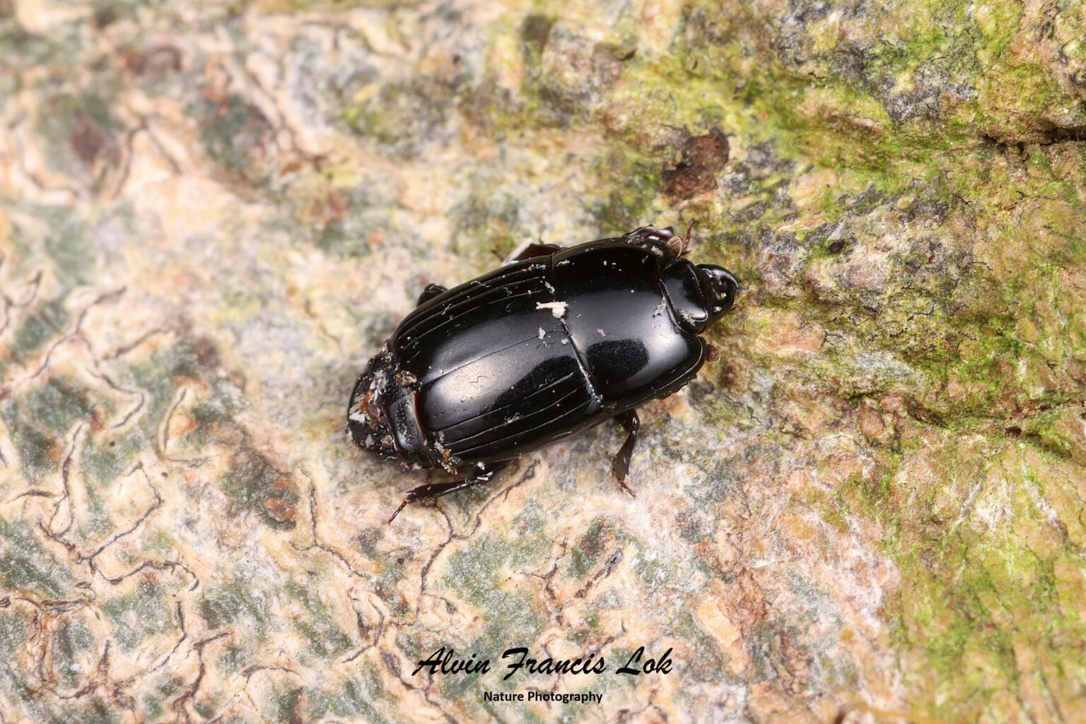 Miaster Sp Insect Family Histeridae (Hister Beetles) - Biodiversity (Singapore)