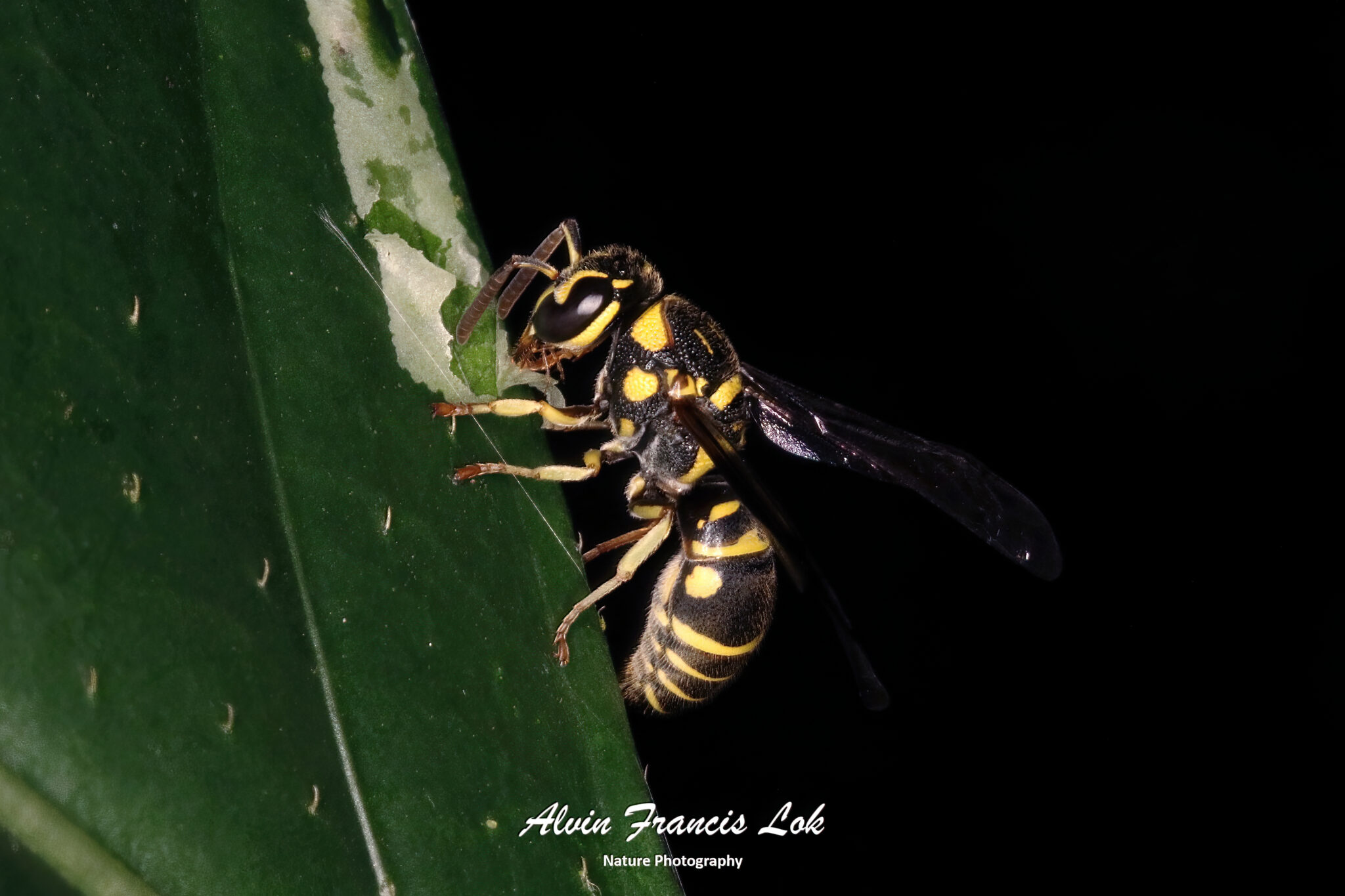 Insecta (Insects) - Biodiversity (Singapore)
