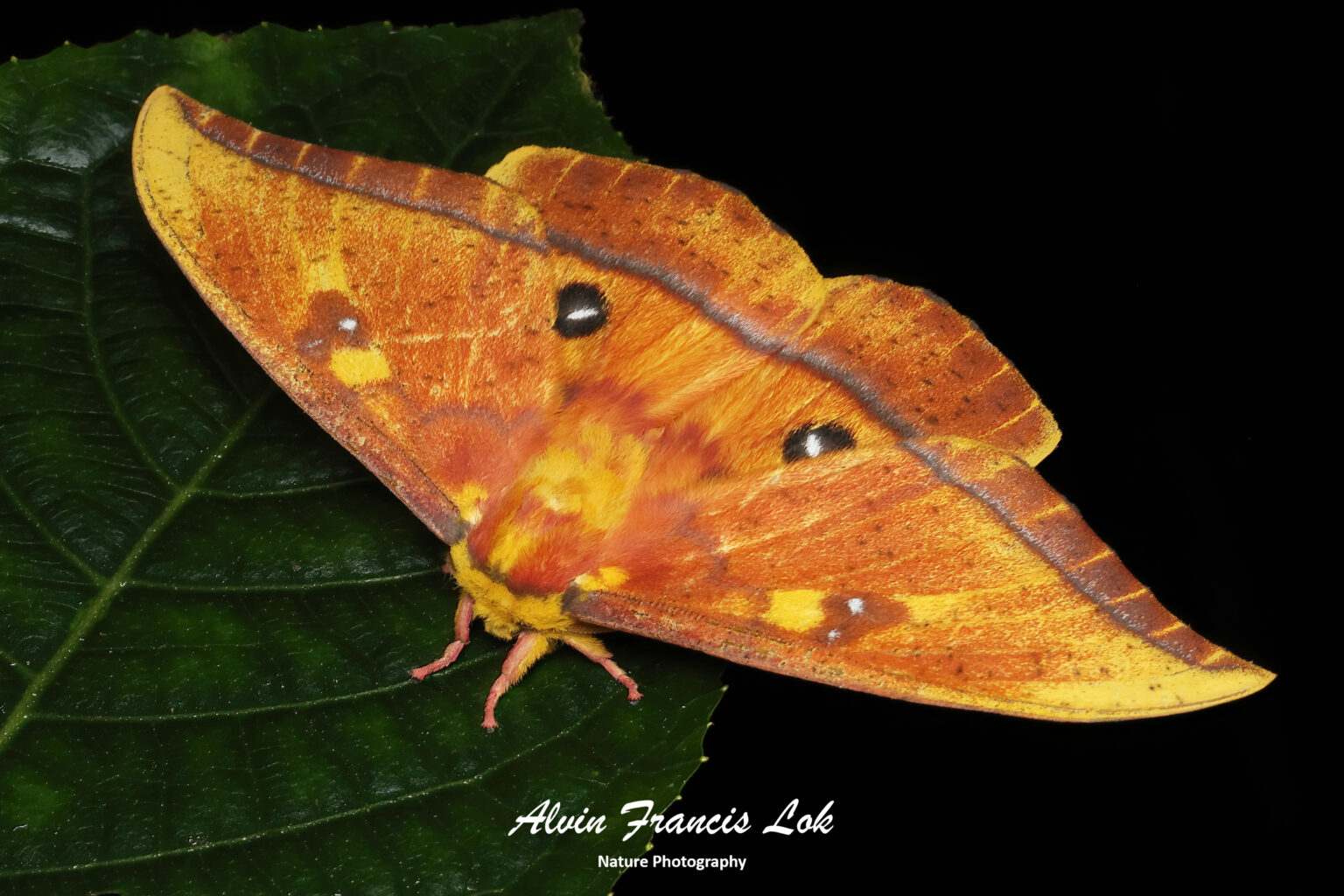 Family Saturniidae Emperor And Giant Silk Moths Biodiversity Family Saturniidae Emperor And Giant Silk Moths Biodiversity