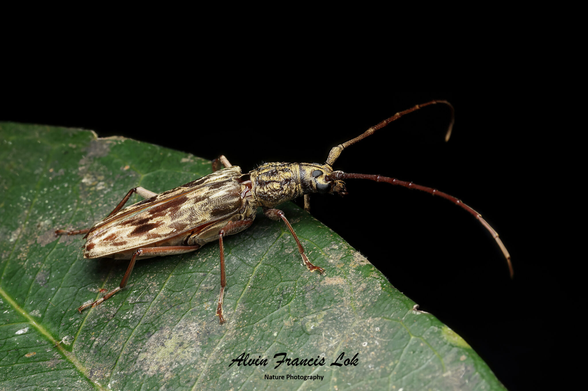 Family Cerambycidae (Longhorn Beetles) Biodiversity (Singapore)
