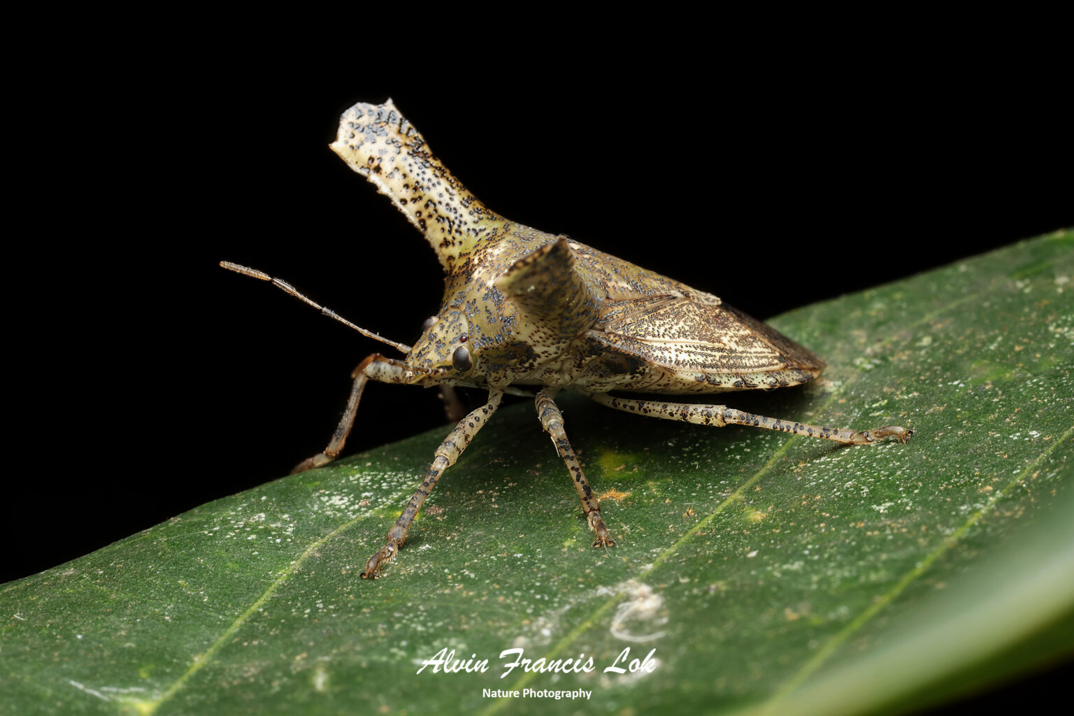 Family Pentatomidae (Stink Bugs) - Biodiversity (Singapore)
