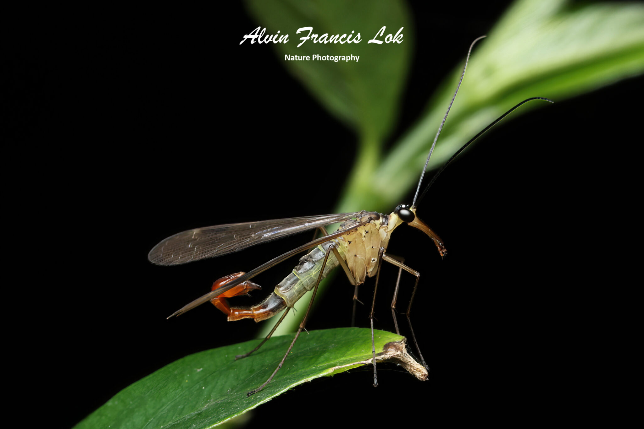 Insecta (Insects) - Biodiversity (Singapore)