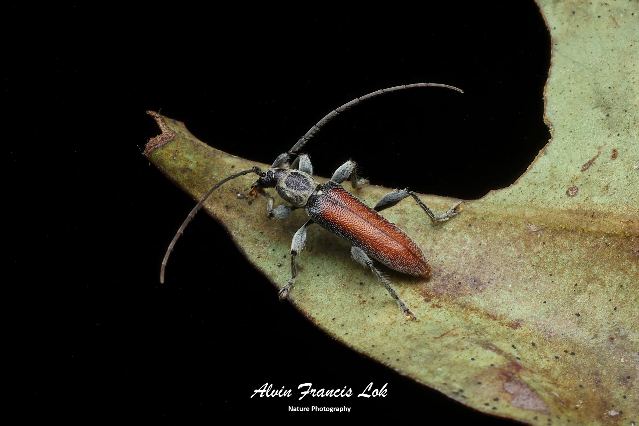 Family Cerambycidae (Longhorn Beetles) - Biodiversity (Singapore)